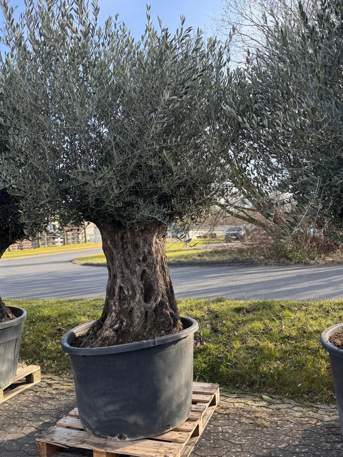 Oliventræ, +200 år, 200-230 cm