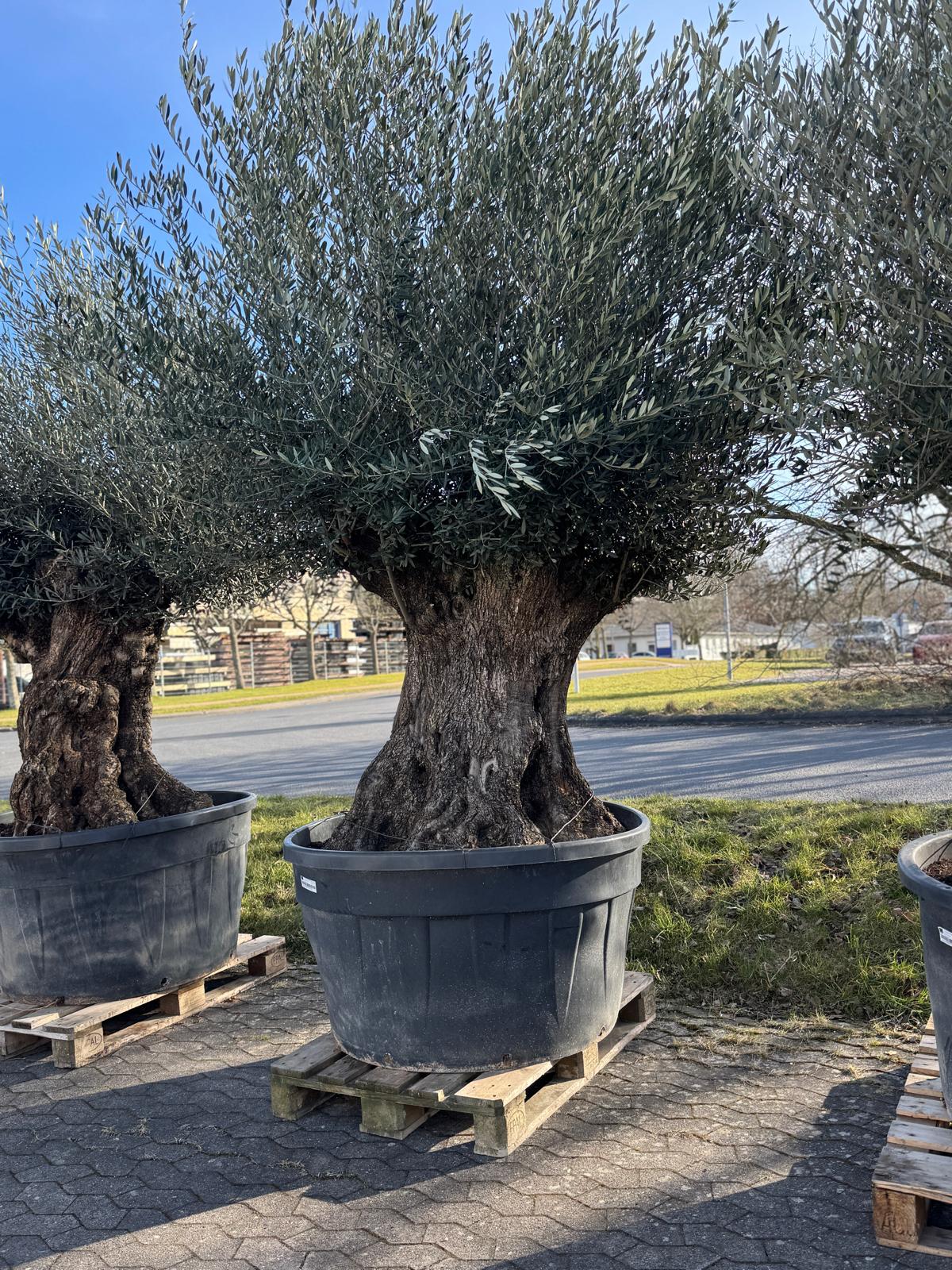 Oliventræ, 300-400 år, 210-240 cm