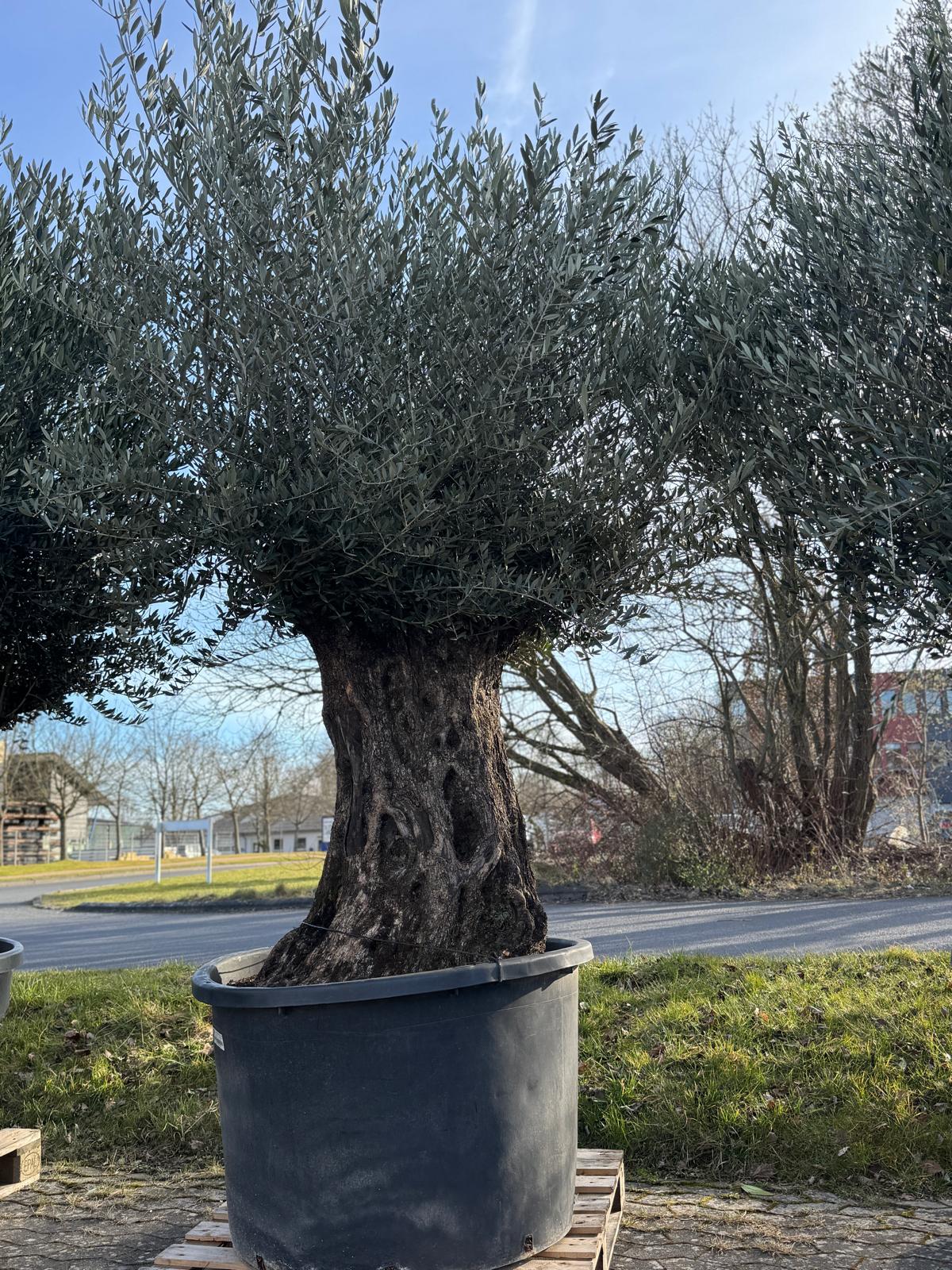 Oliventræ, +200 år, 200-230 cm