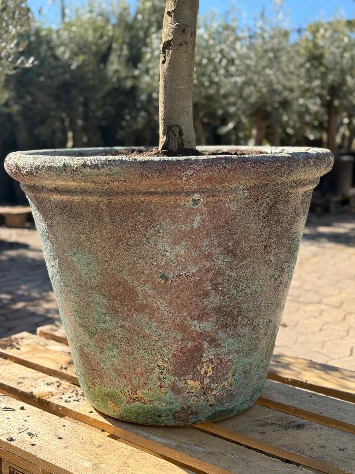 Havekrukke 'Betula' - turkis glaseret terracotta