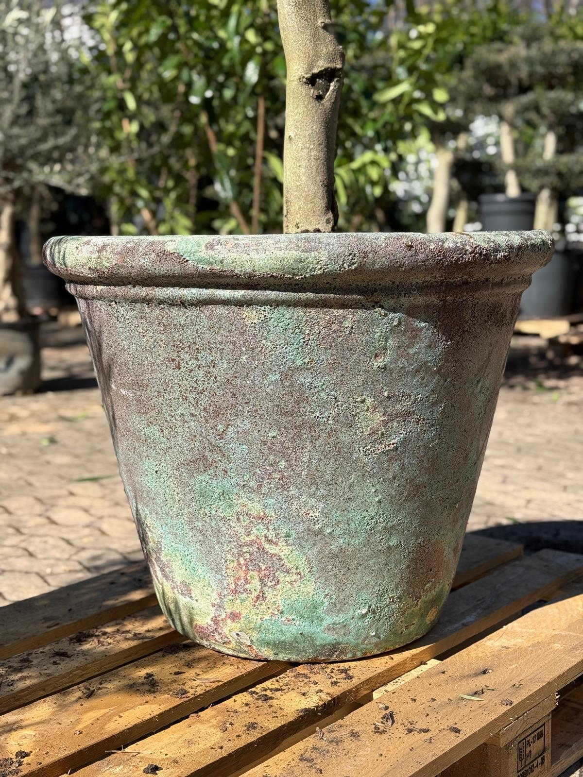 Stort bonsai oliventræ + Betula havekrukke, Ø72 (Omplantet)