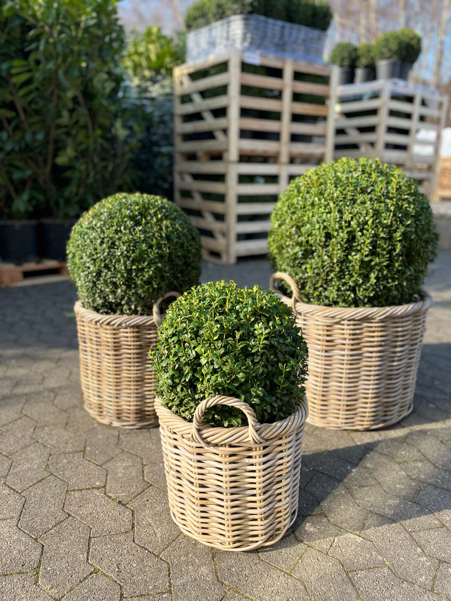 Plantekurv 'Salix' – Fletkurv