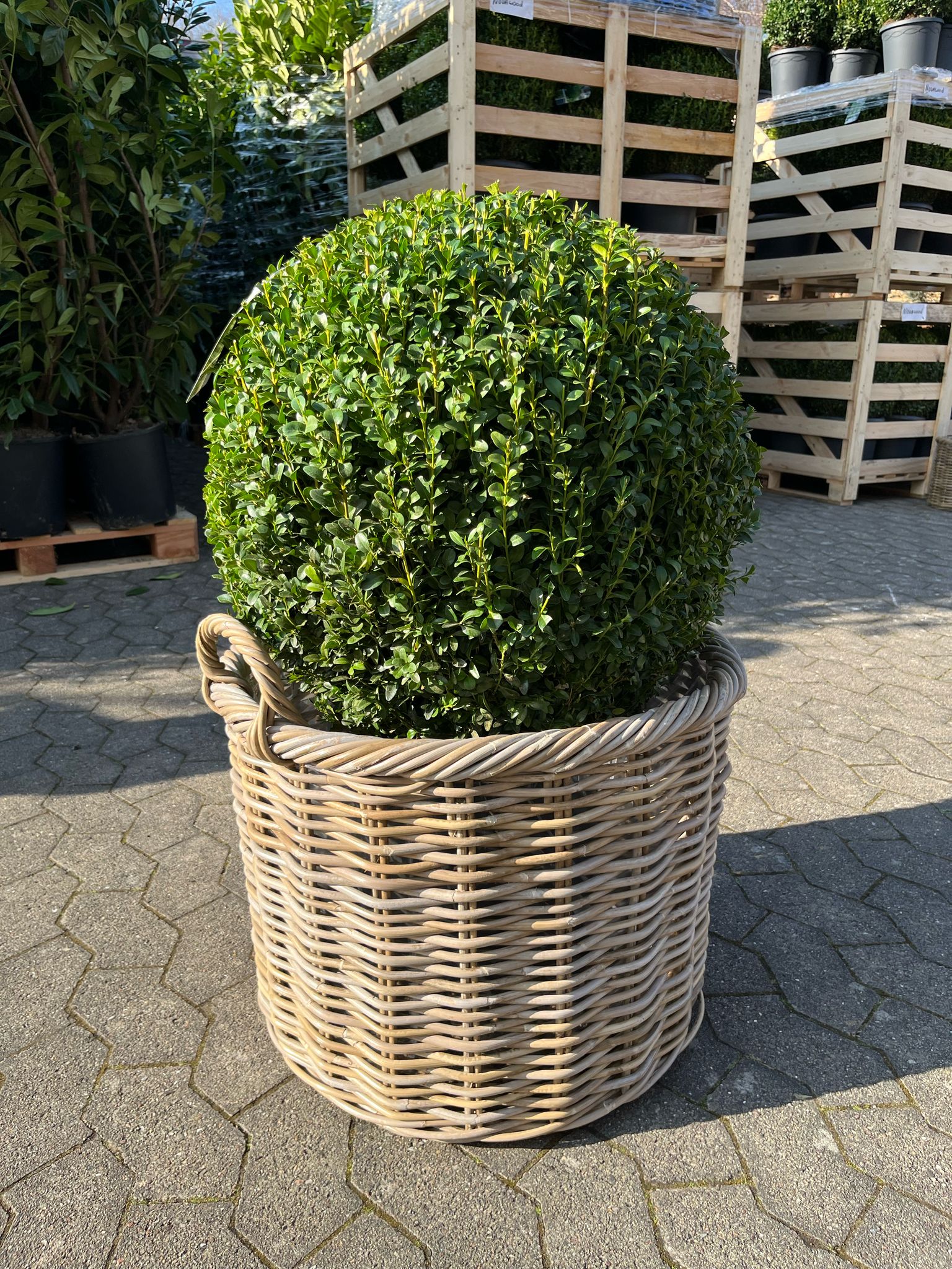 Buksbom, Ø55-60 cm, 25 liters potte