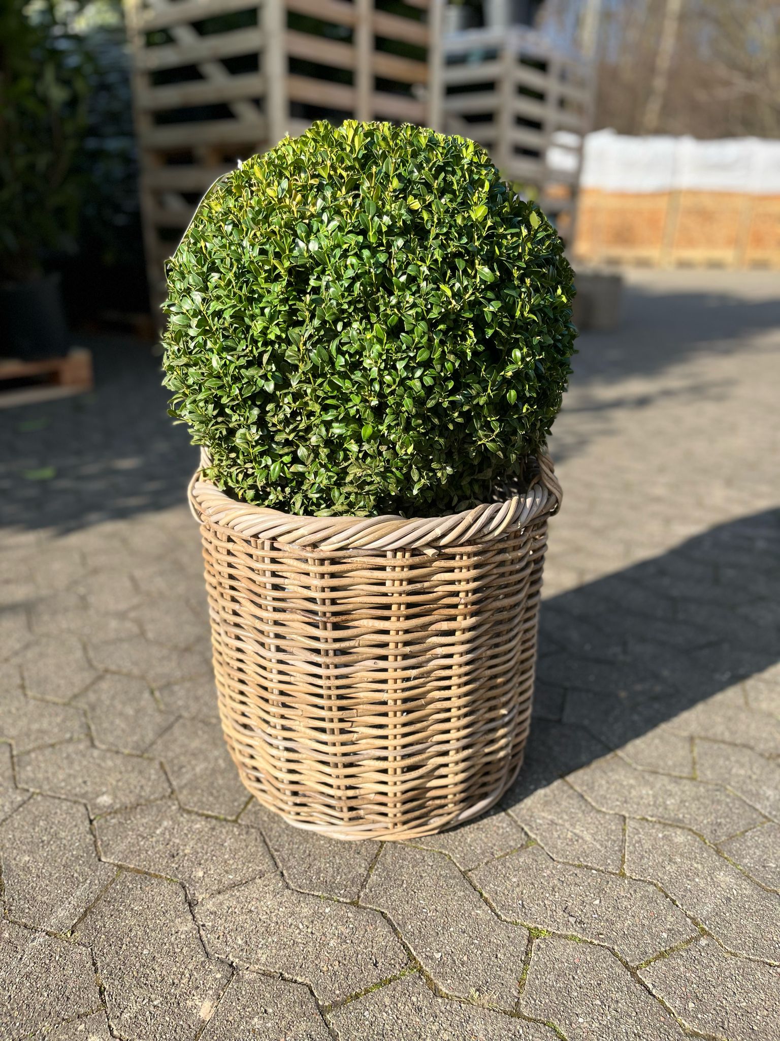 Buksbom, Ø40-45 cm, 12 liters potte