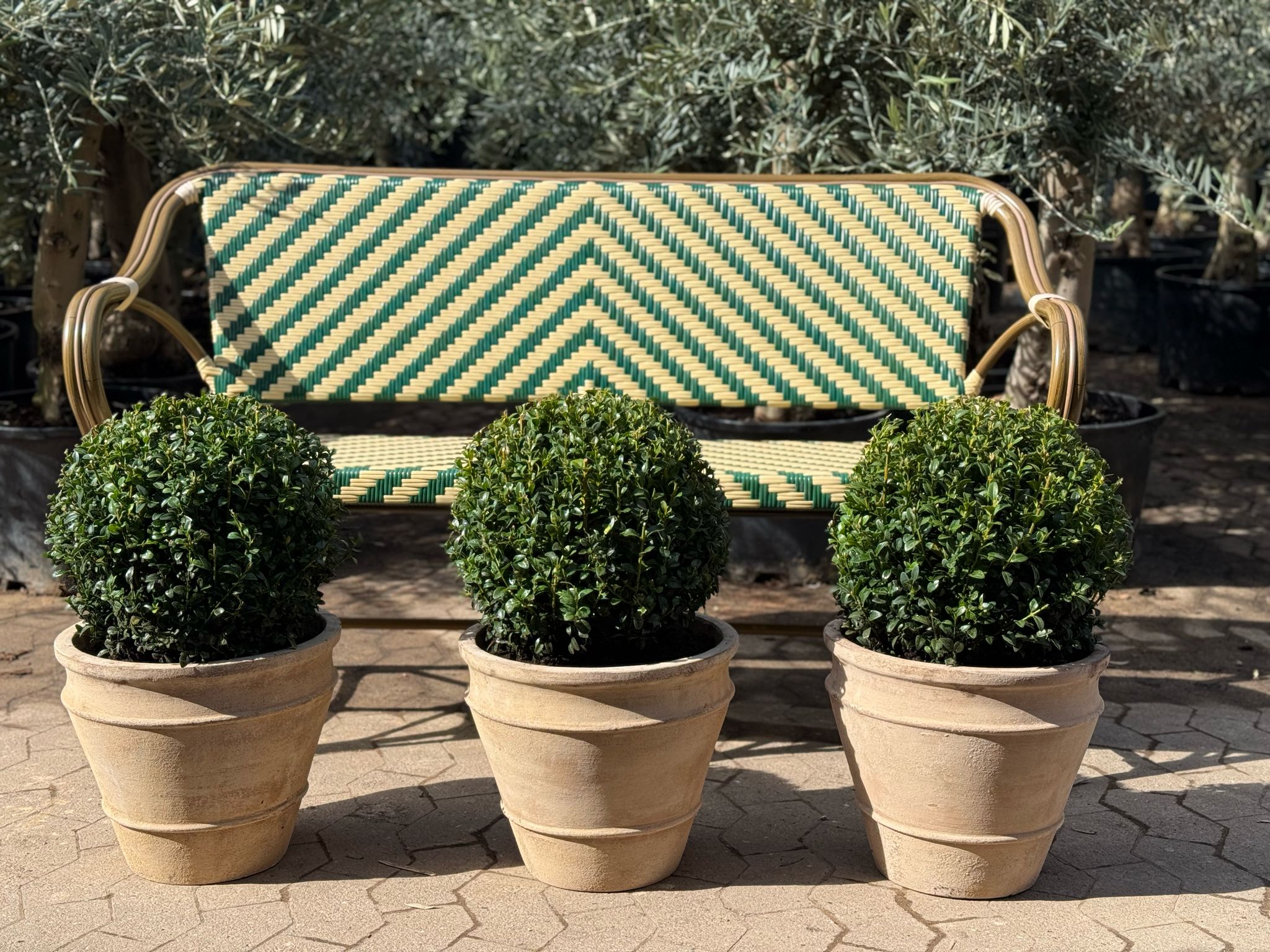 3 Buksbom, Ø30 + Floralia krukker, Ø34 (Omplantet)