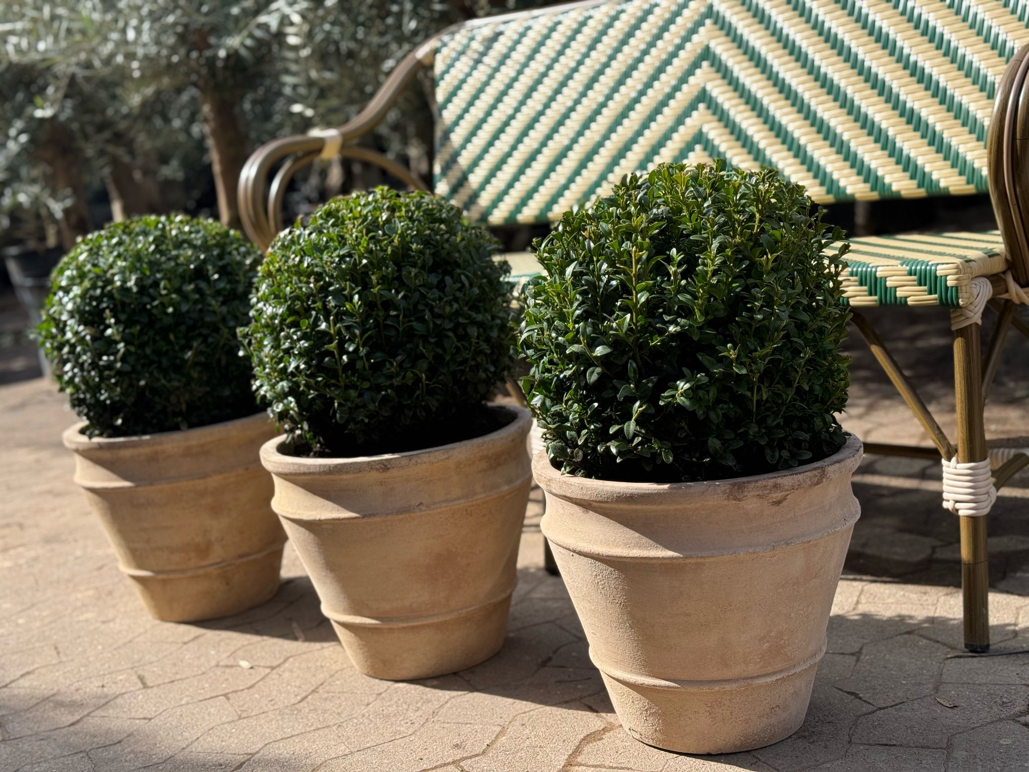 3 Buksbom, Ø30 + Floralia krukker, Ø34 (Omplantet)