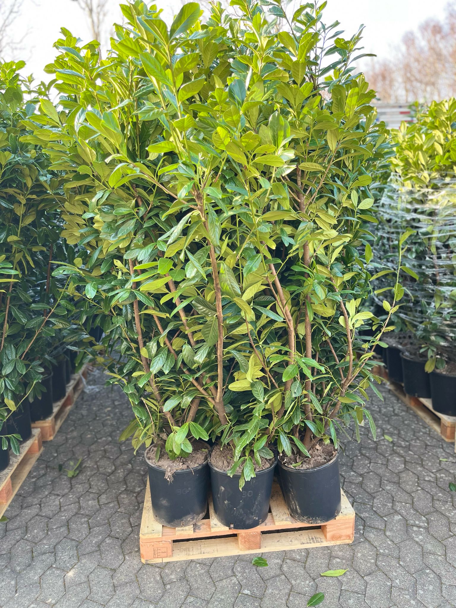 Laurbærkirsebær hæk 150-160cm. Prunus Novita