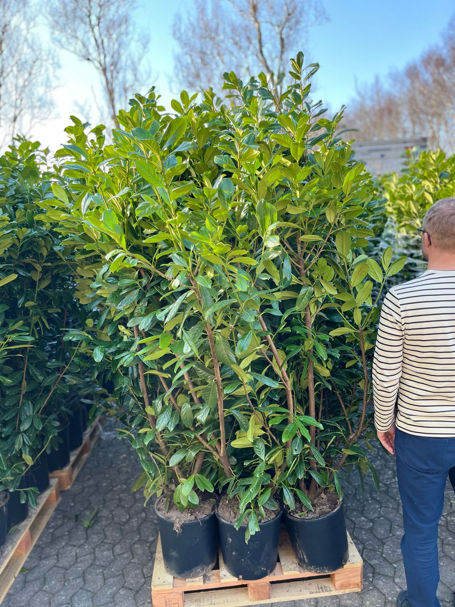 Laurbærkirsebær hæk 150-160cm. Prunus Novita