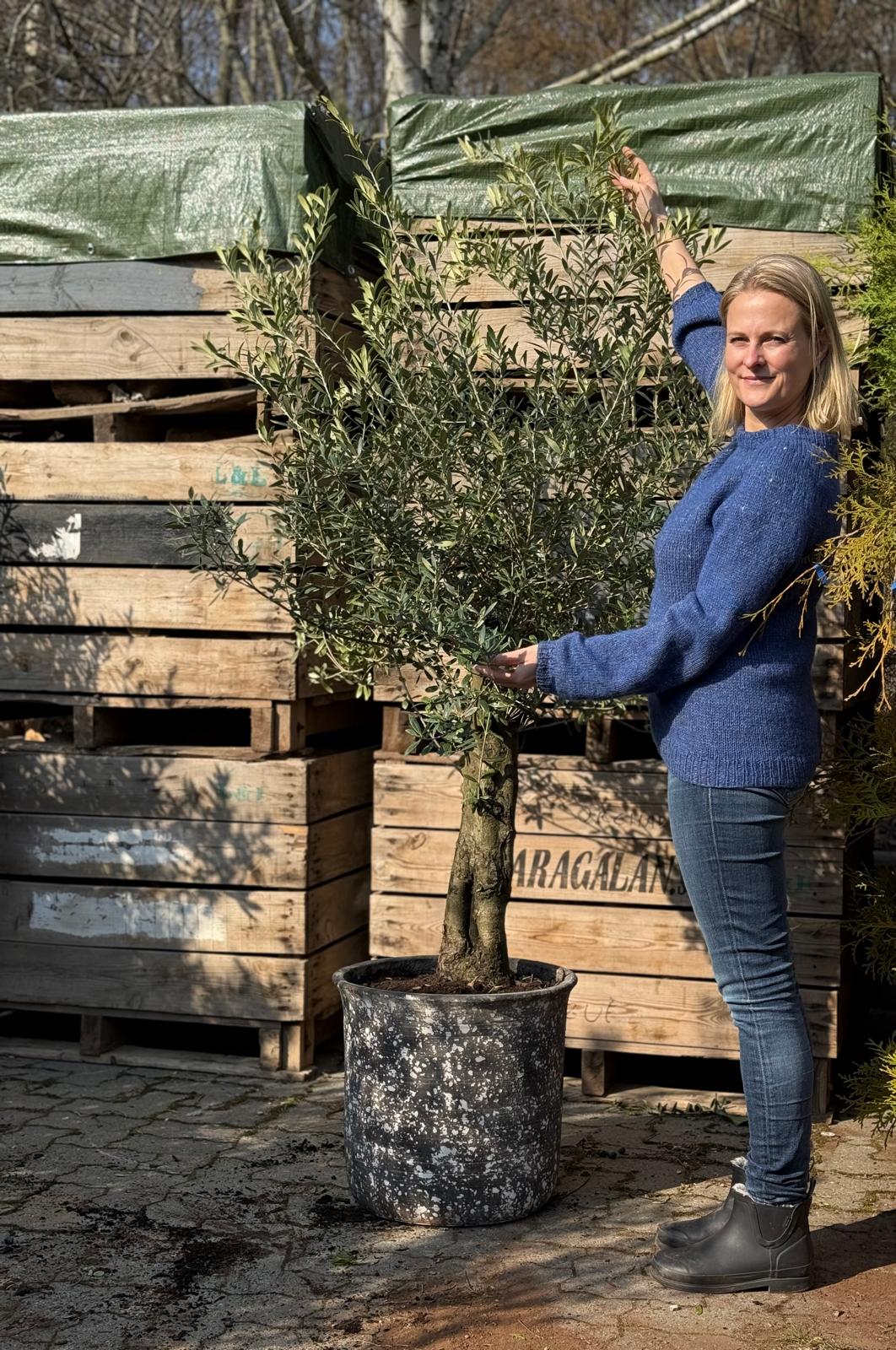 Oliventræ + Quercus krukke, Ø54 (Omplantet)