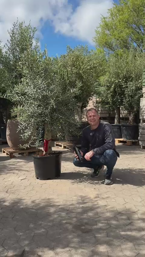 Indlæs video: Oliventræ, Hoji Blanco +35 år, 170-200cm