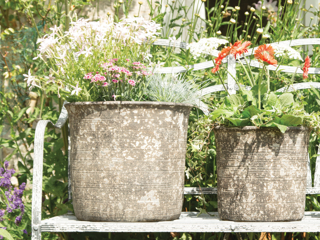 Havekrukke 'Quercus'