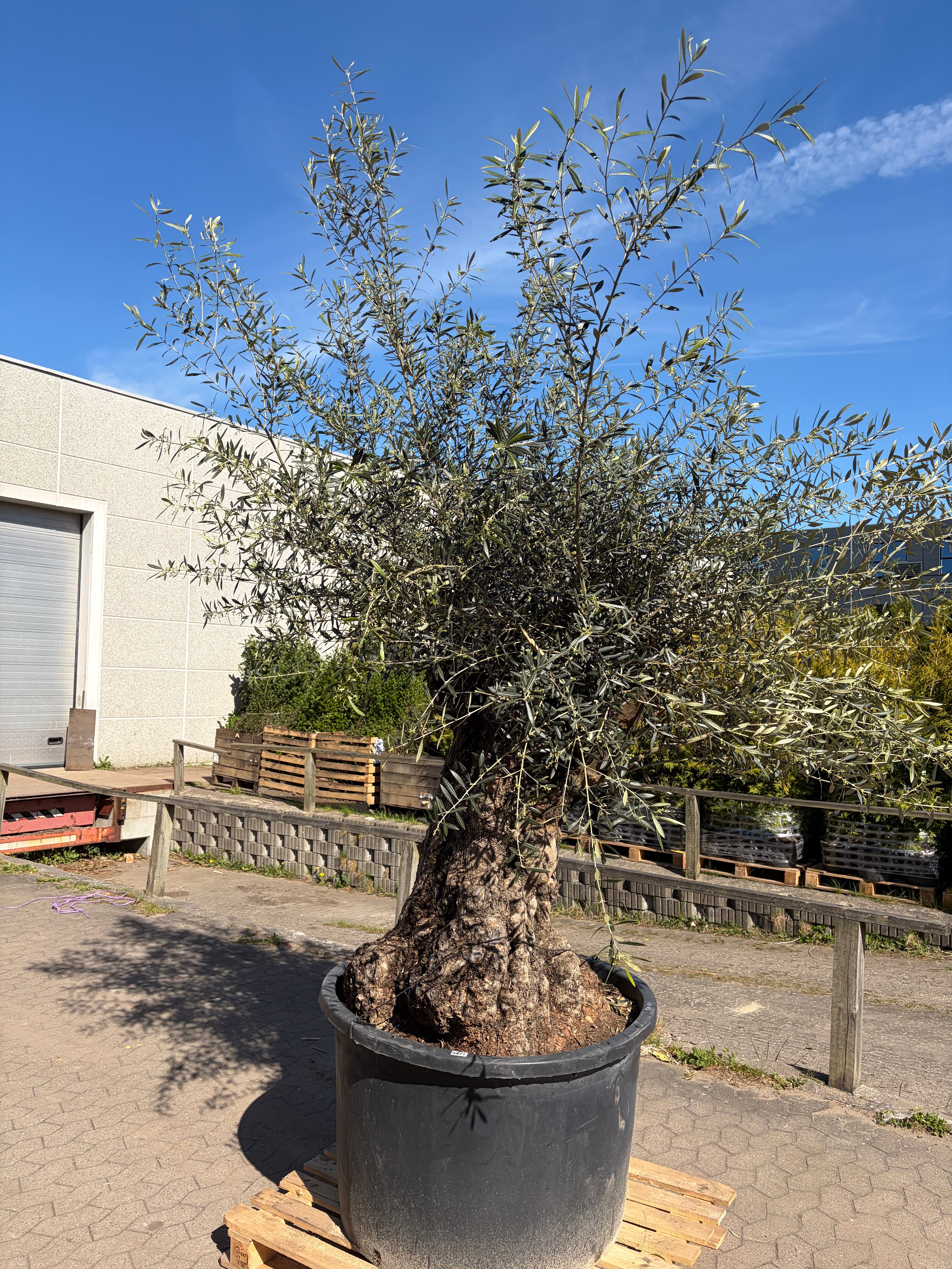 Oliventræ nr. 577. Har en stammeomkreds på 245cm