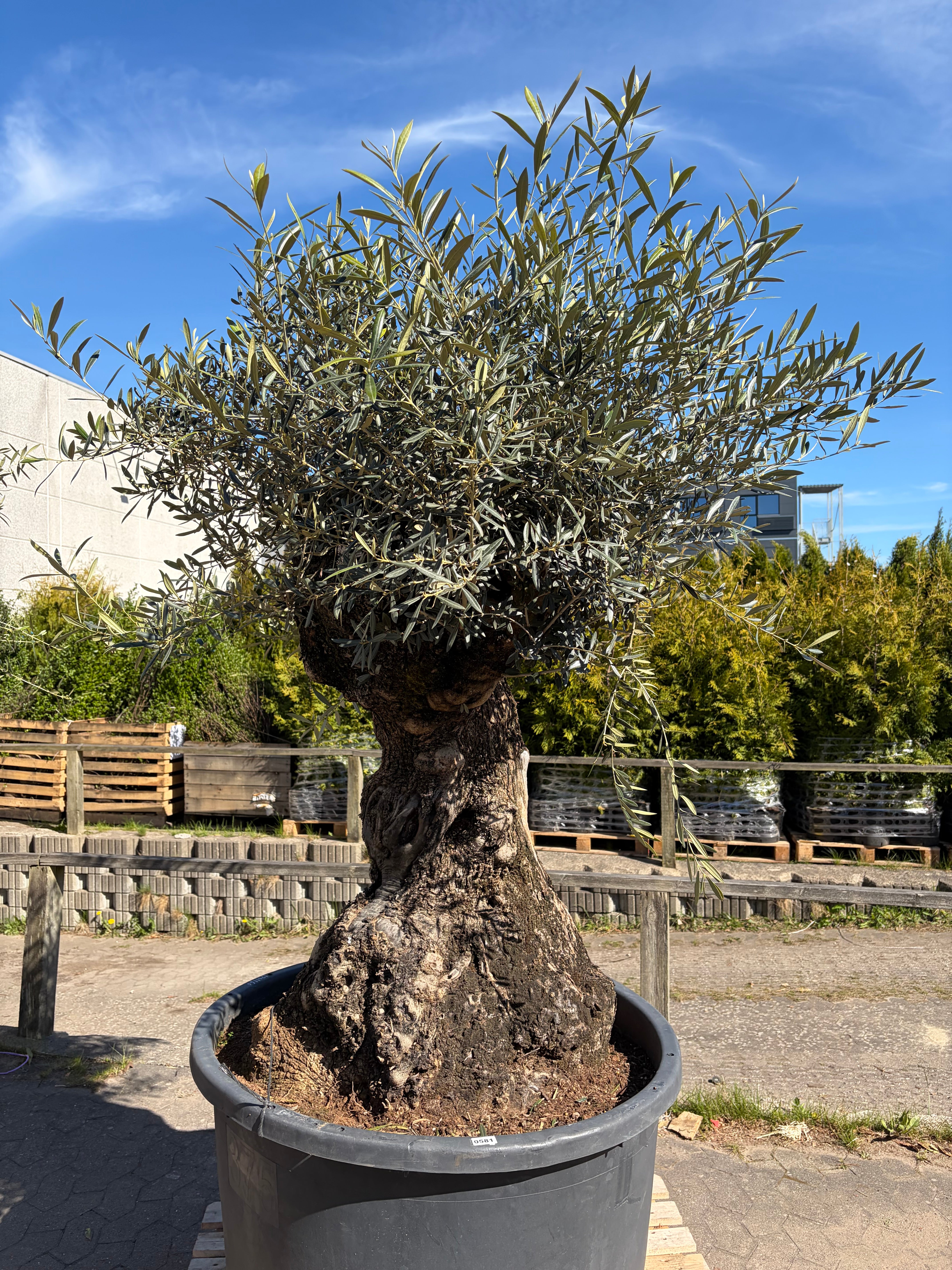 Oliventræ nr. 581. Har en stammeomkreds på 225cm