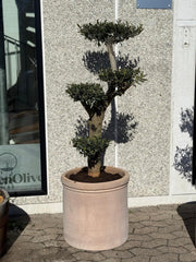 Bonsai oliventræ + Terra havekrukke, Ø48 (Omplantet)