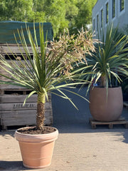 Dracaena Palme + Marbella Krukke, Ø56cm (1 stk. Omplantet)