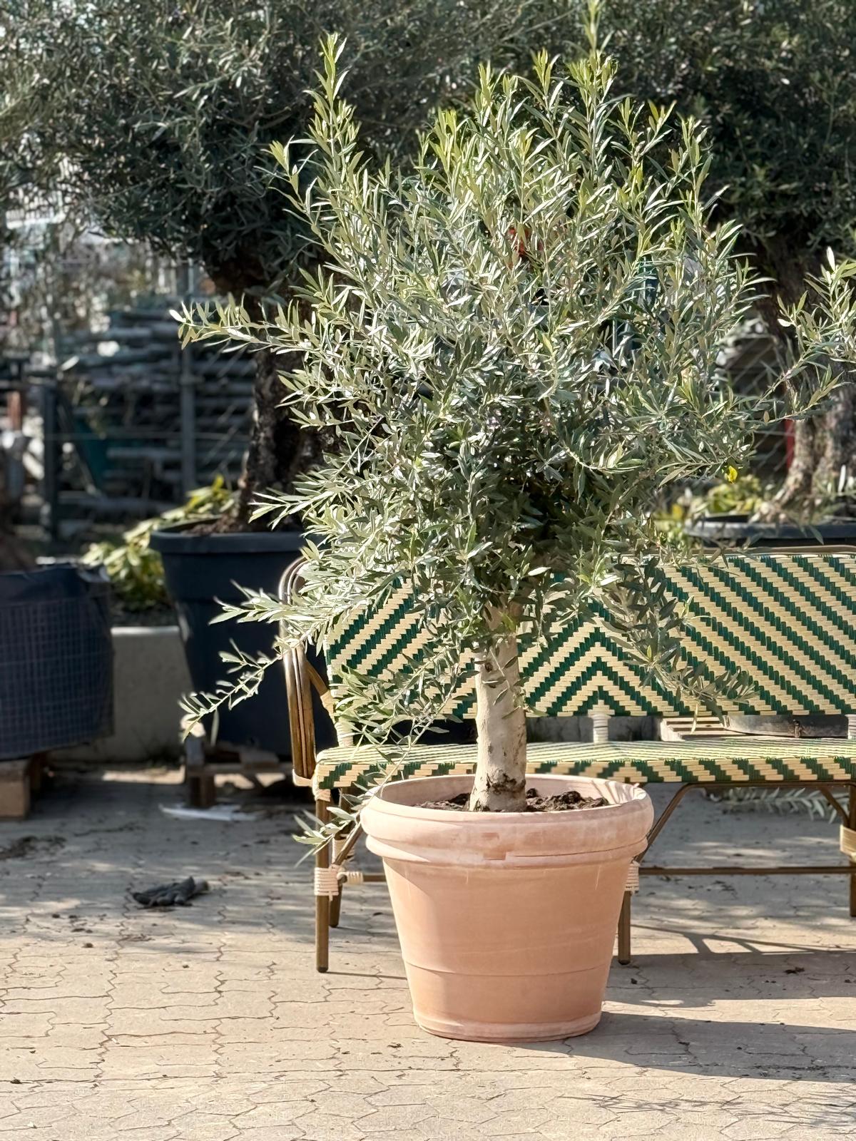 Havekrukke 'Marbella' Ø56cm - naturlig terrocotta