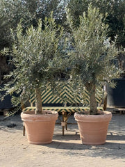 Oliventræ +45år + Marbella Krukke, Ø56cm (2 stk. Omplantet)