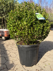 Kristtorn kugleformet Ø 50-55cm (Ilex Crenata 'Dark green')