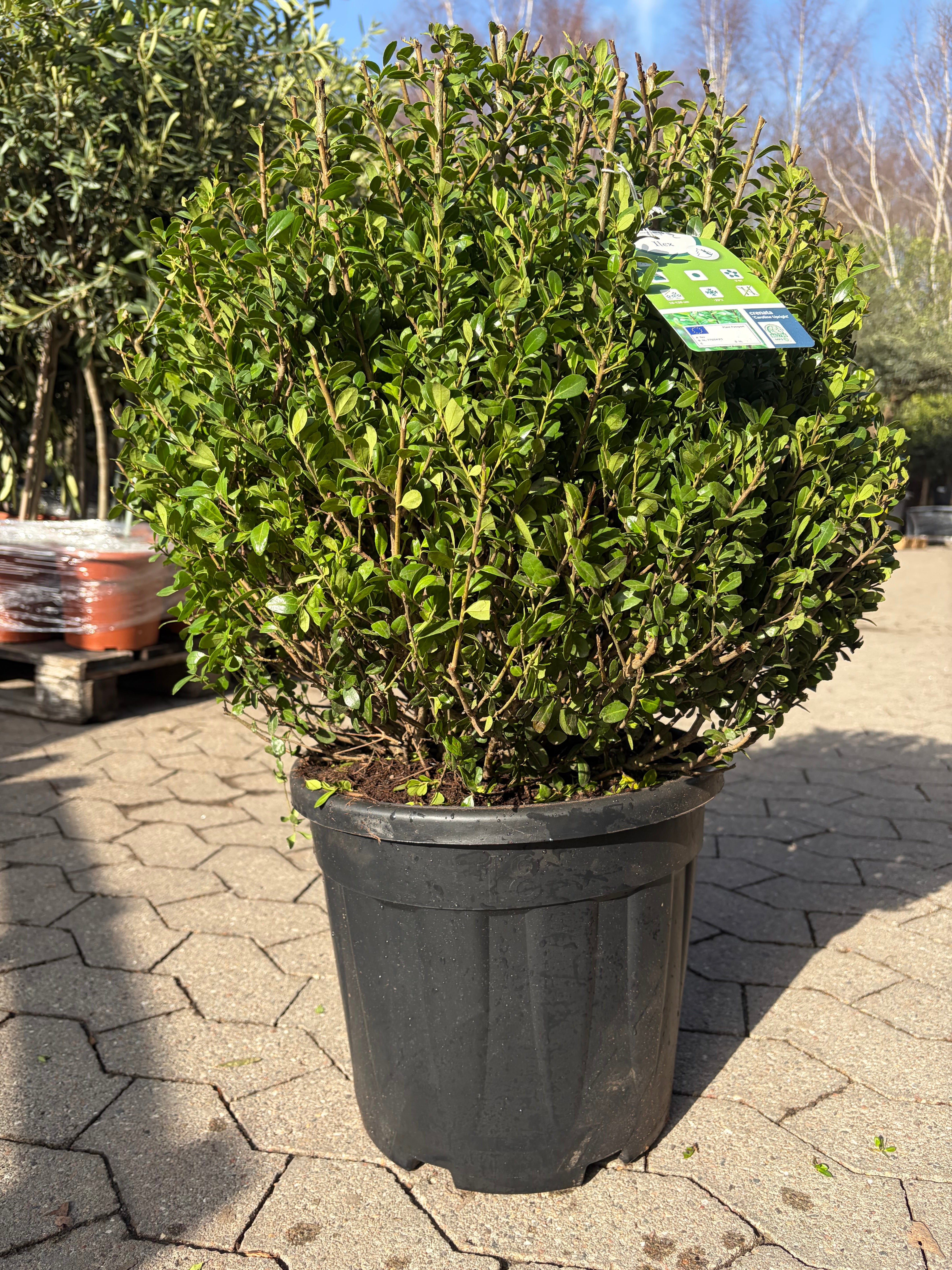 Kristtorn kugleformet Ø 50-55cm (Ilex Crenata 'Dark green')
