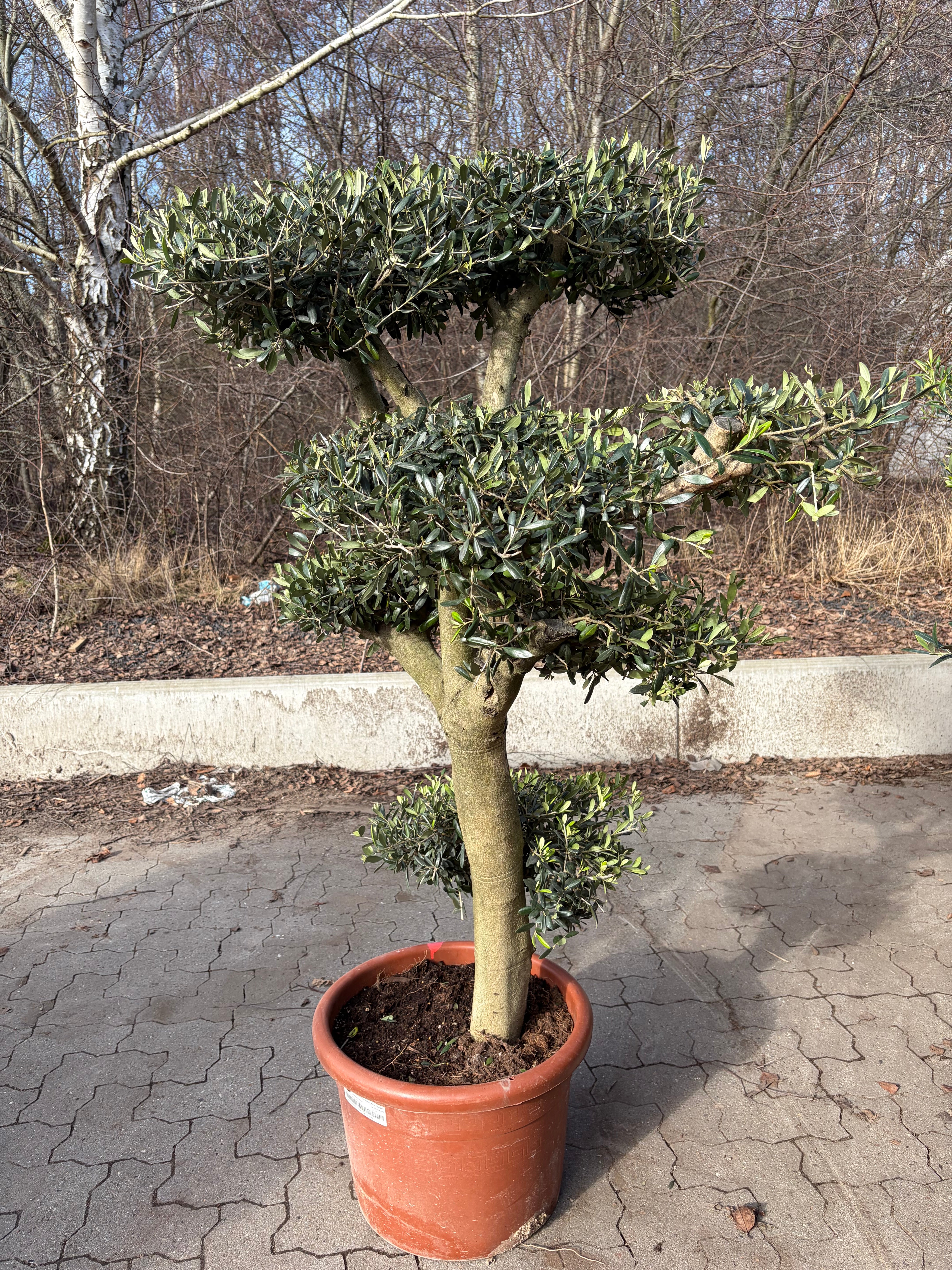 Bonsai Oliventræ +30år gammelt. 150-170cm høj. Stammeomkreds 30-40cm