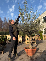 Oliventræ, Hoji Blanco +50 år, 200-220 cm