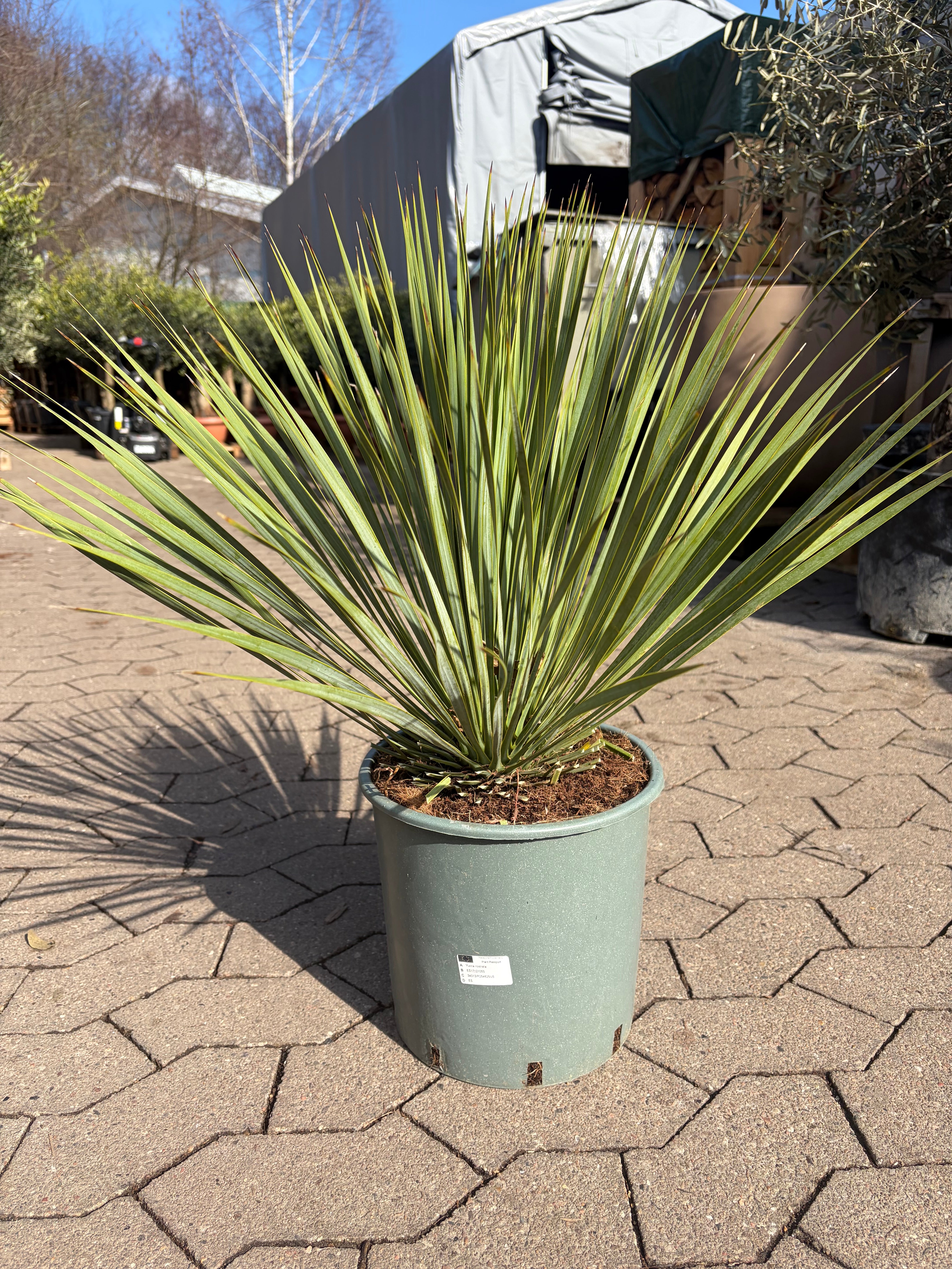 Yucca Rostrata (Mexikansk Palmelilje)