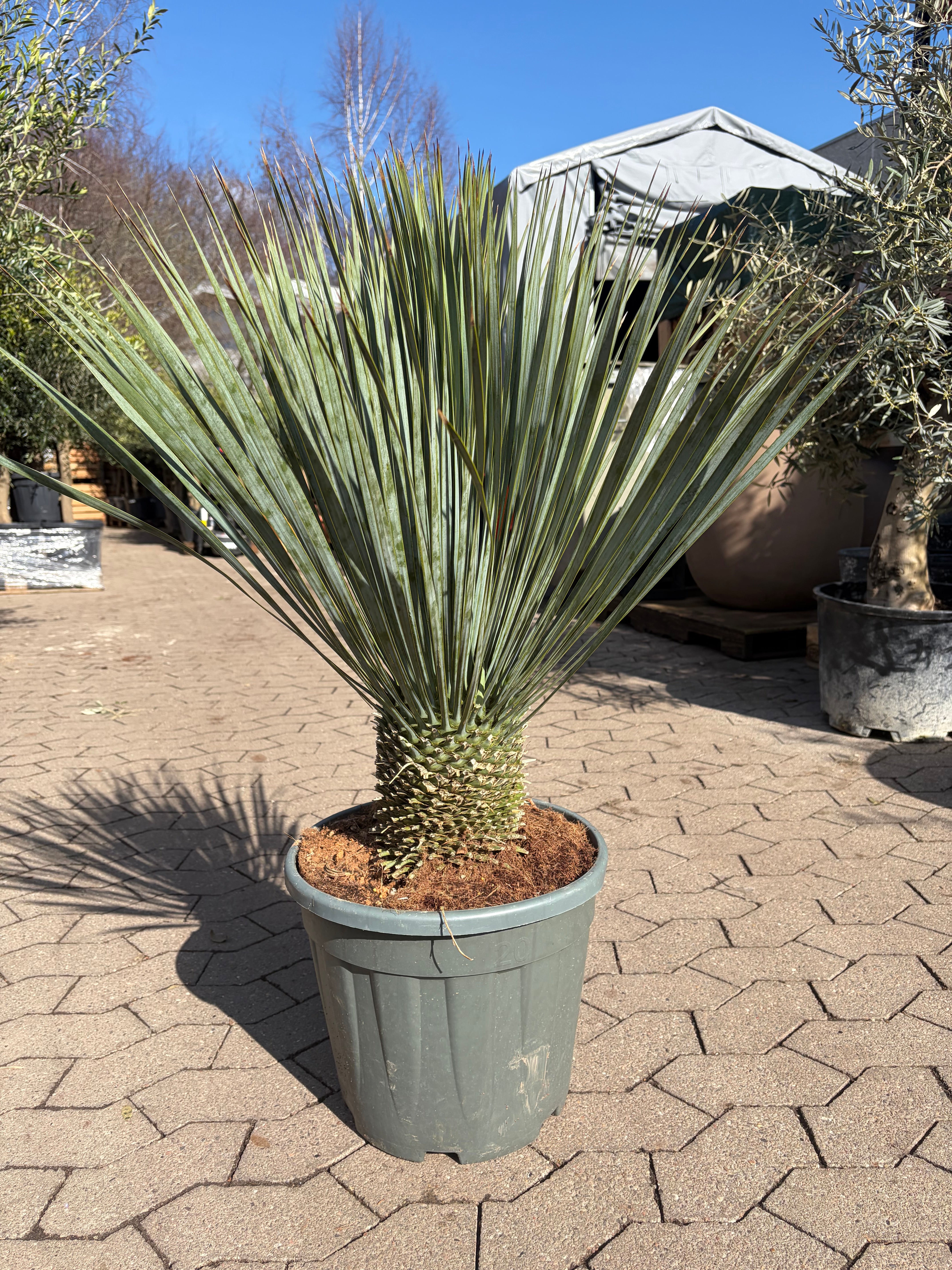 Yucca Rostrata (Mexikansk Palmelilje)