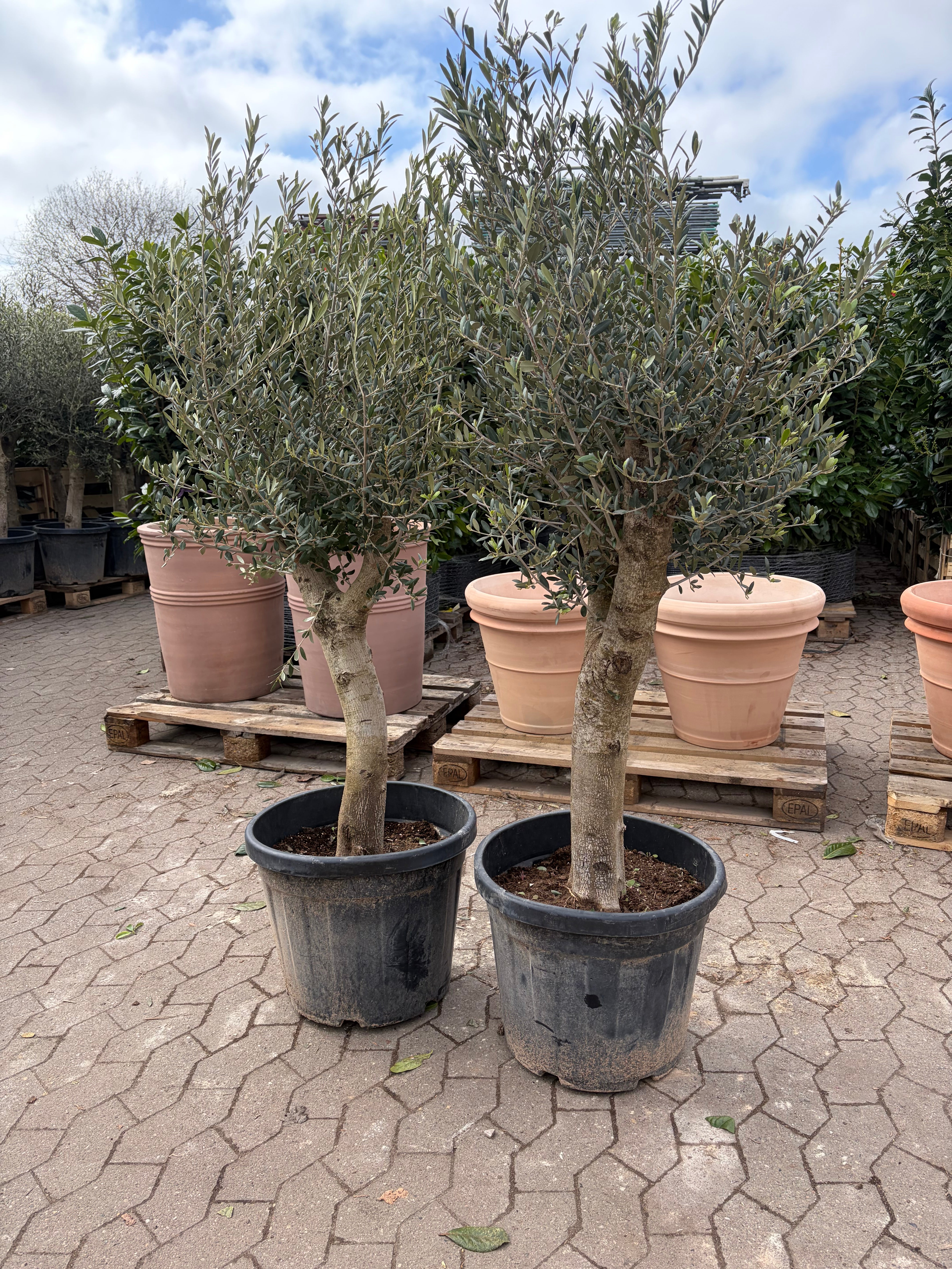 Oliventræ Elche Arbequina +30år. PÅSKE TILBUD! Et sæt af 2 stk!