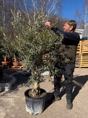 Oliventræ Hoji Blanco +35 år, 160-180cm