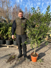 Oliventræ Arbequina 6-10år, 140-160 cm