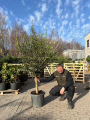 Oliventræ Arbequina +30år, 170-190cm