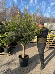 Oliventræ Arbequina +35år, 180-200cm