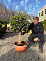 Oliventræ, Arbequina +40 år, 150-160 cm