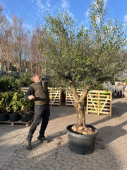 Oliventræ, Arbequina +60 år, 200-220 cm