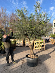 Oliventræ Arbequina +80år, 200-220cm