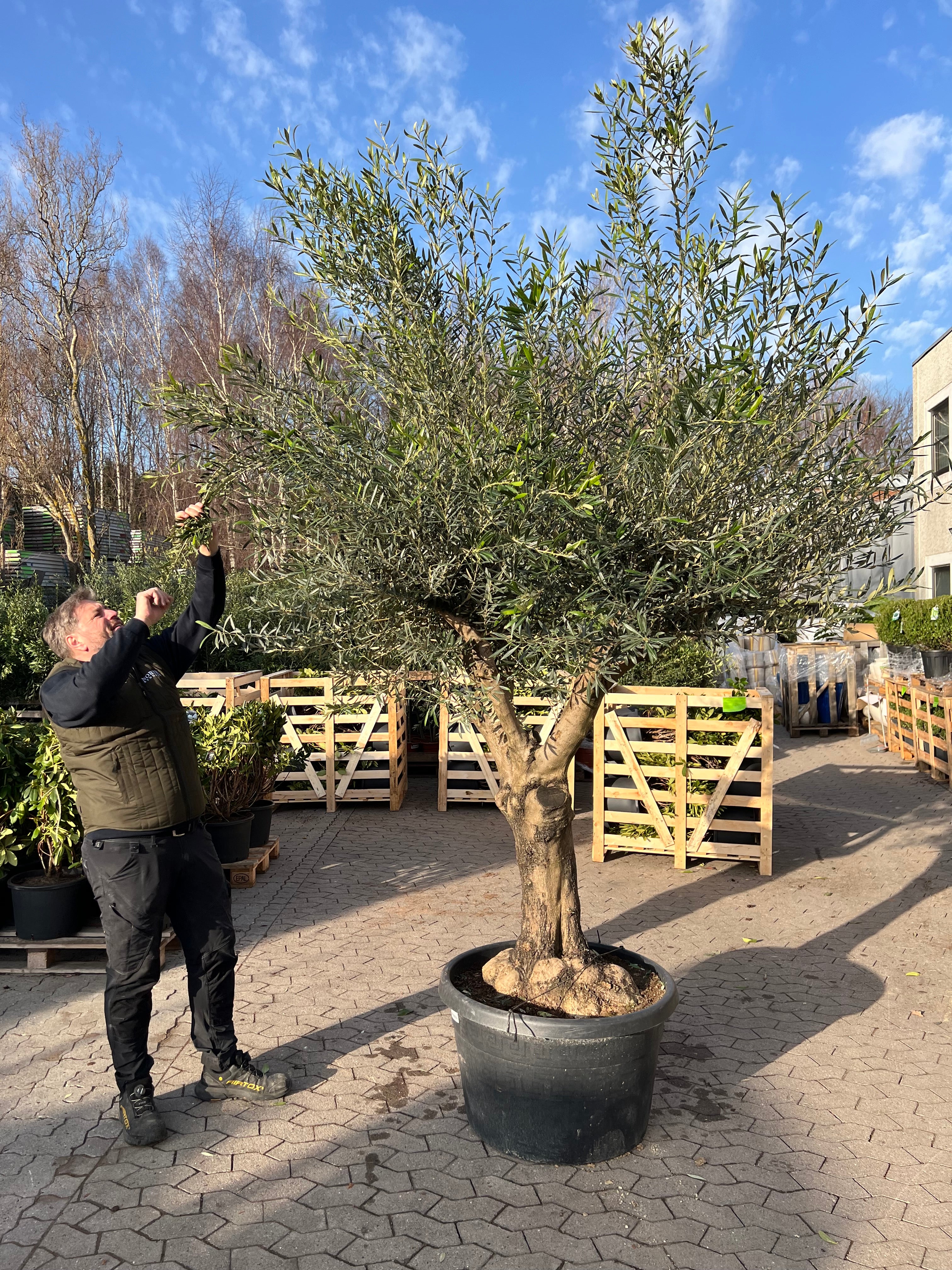 Oliventræ Arbequina +80år, 200-220cm