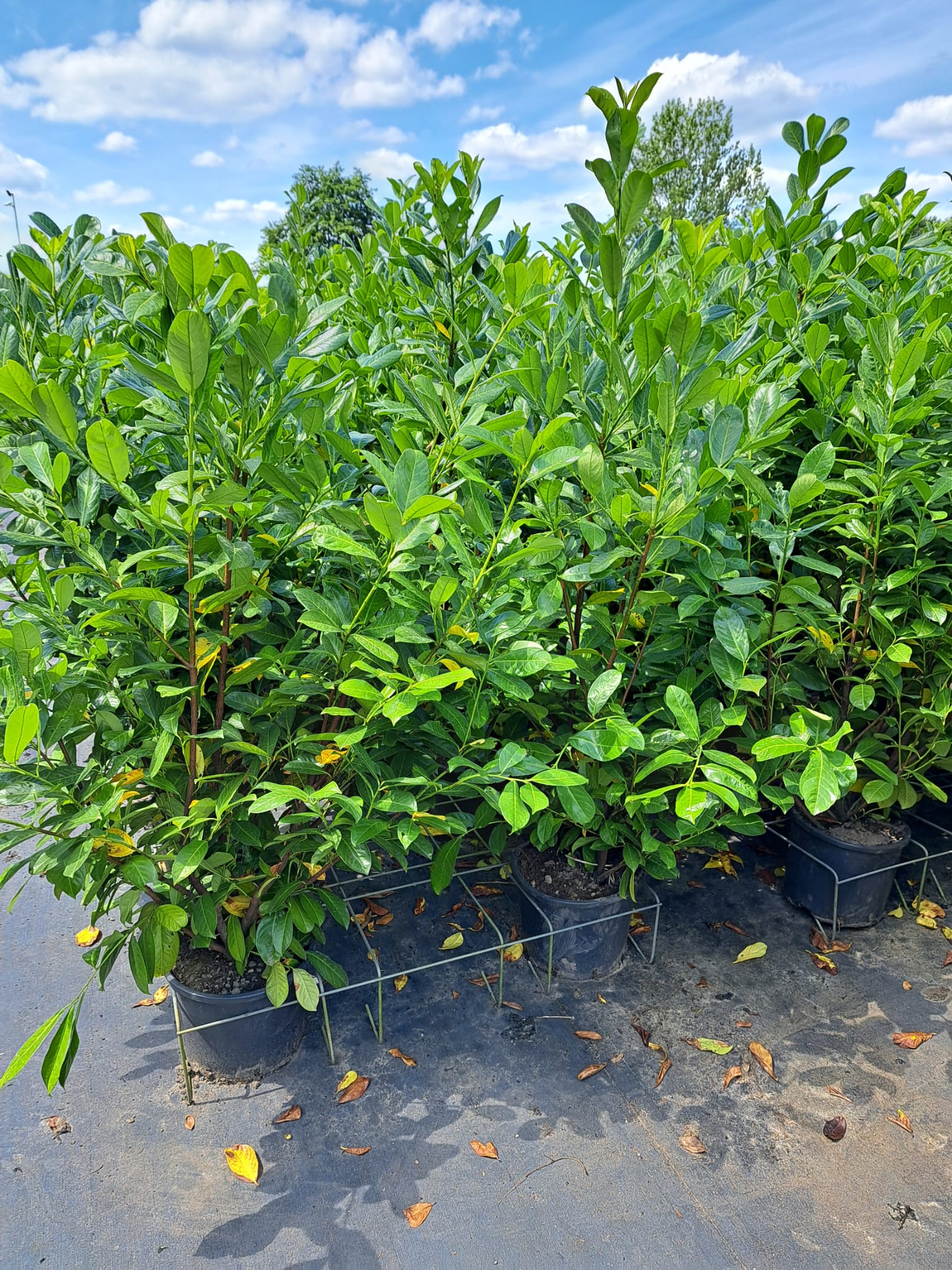 Laurbærkirsebær hæk, Prunus Rotundifolia, 175-185 cm