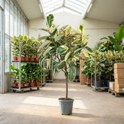 Ficus Elastica ‘Tineke’ – Broget Gummitræ i XL. 160-180 cm