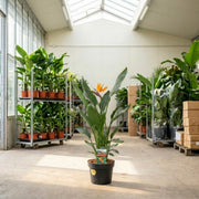 Strelitzia Reginae 90-110 cm