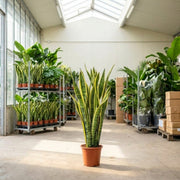 Svigermors skarpe tunge – Sansevieria ‘Laurentii’ ca. 100 cm
