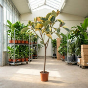 Ficus Elastica ‘Tineke’ – Broget Gummitræ 120-140 cm