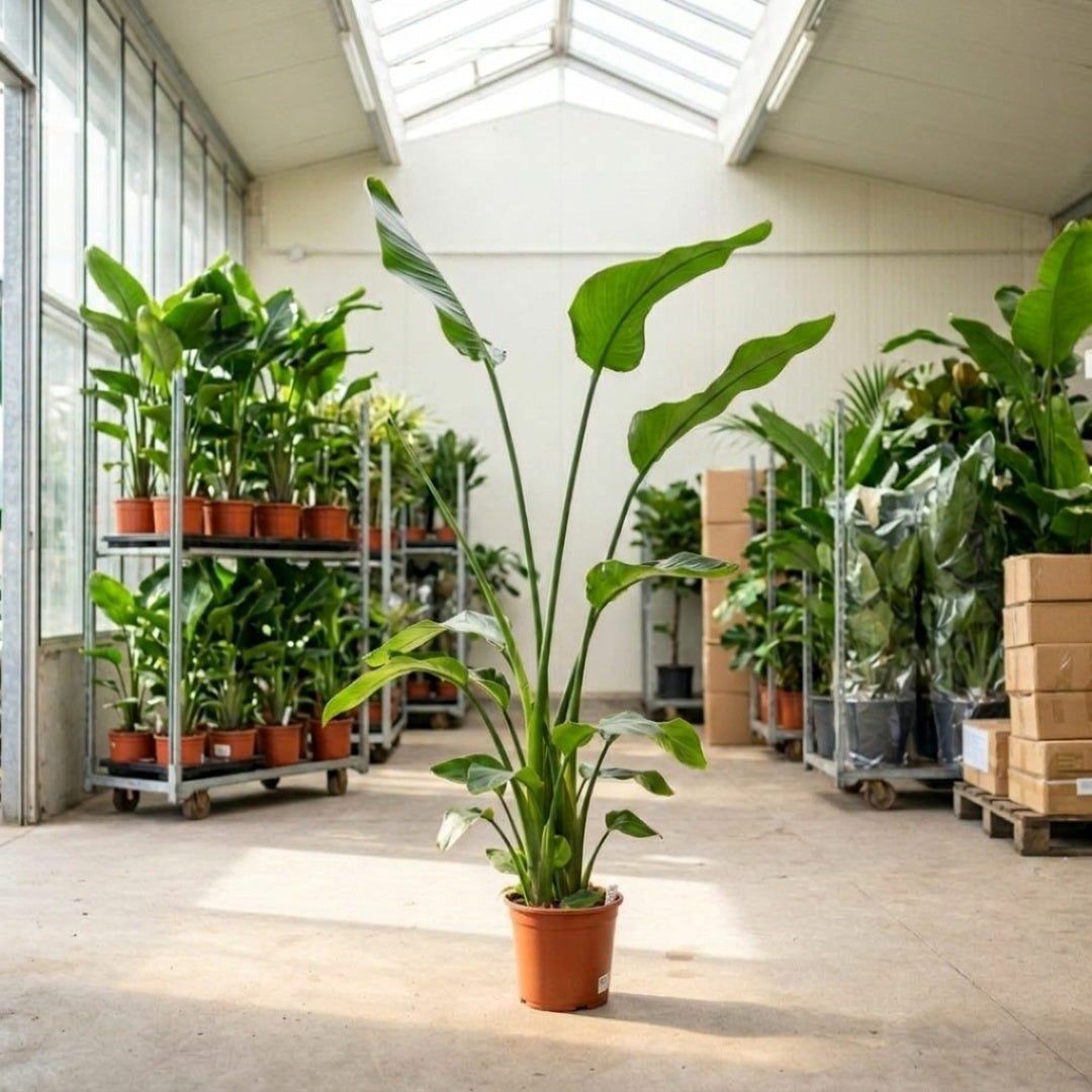 Strelitzia REG. "No Flowers" 150–175 cm