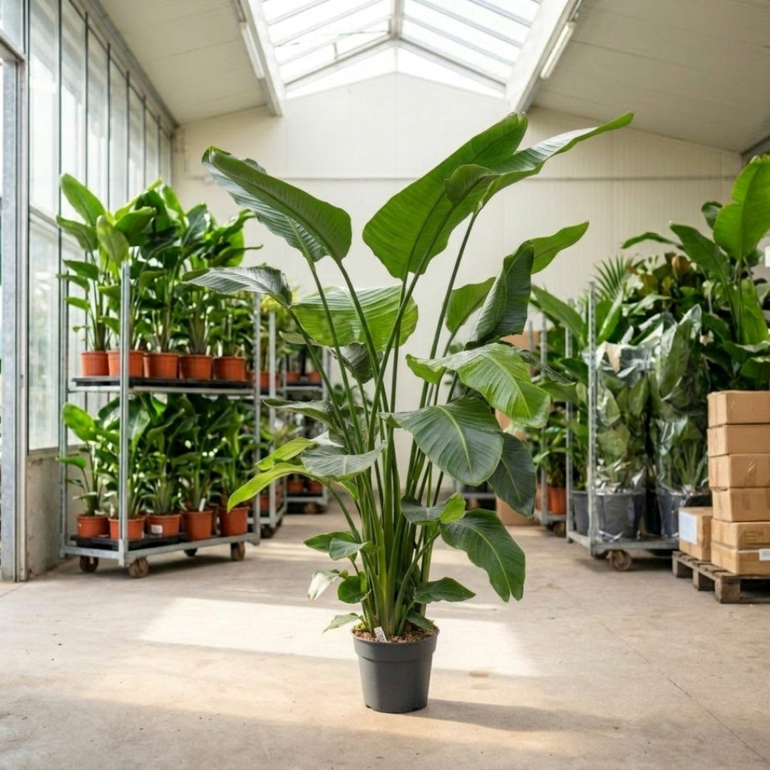 Strelitzia Nicolai. ca. 190–210 cm