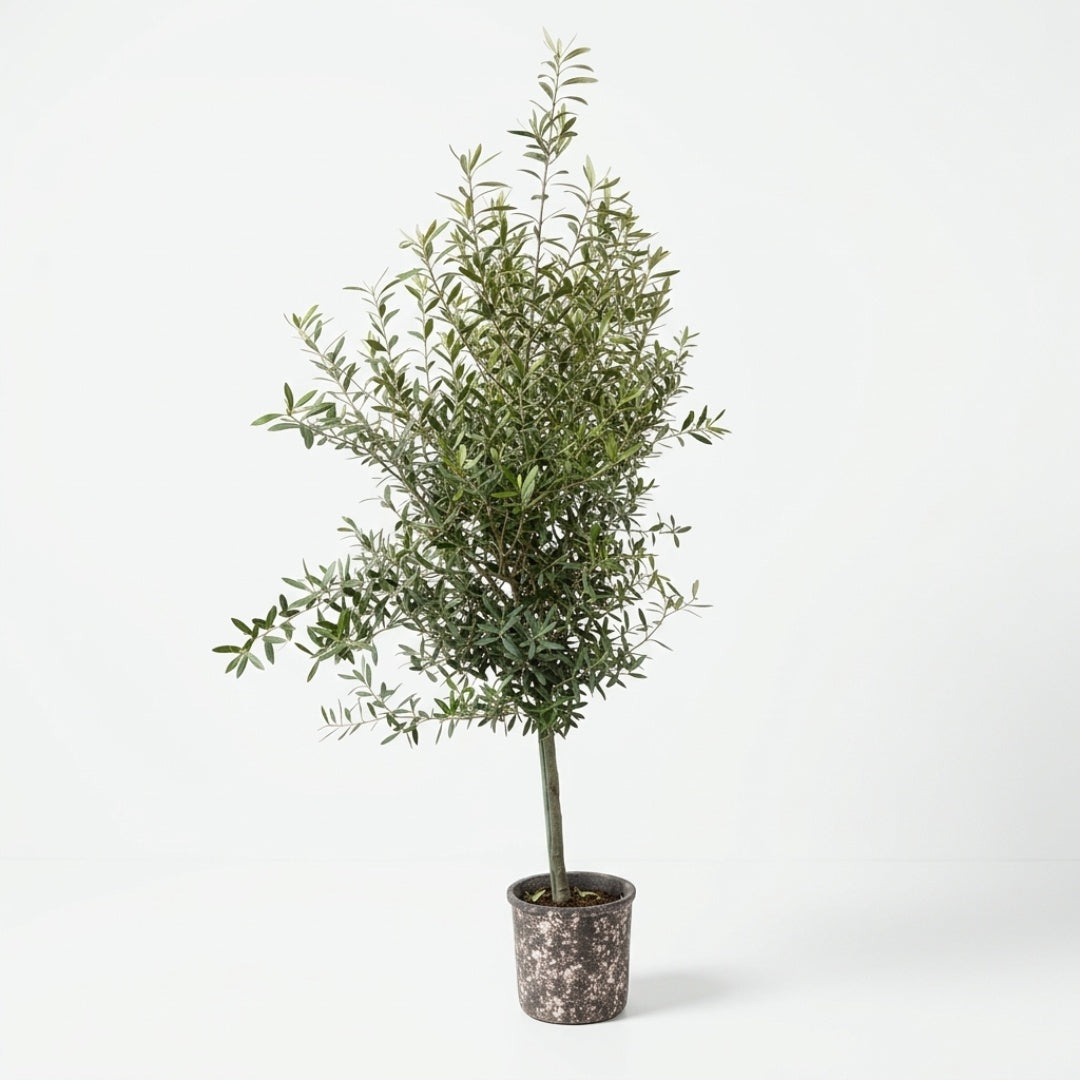 Oliventræ 6-10år + Terra Oliva Krukke Ø28cm (1 sæt omplantet)