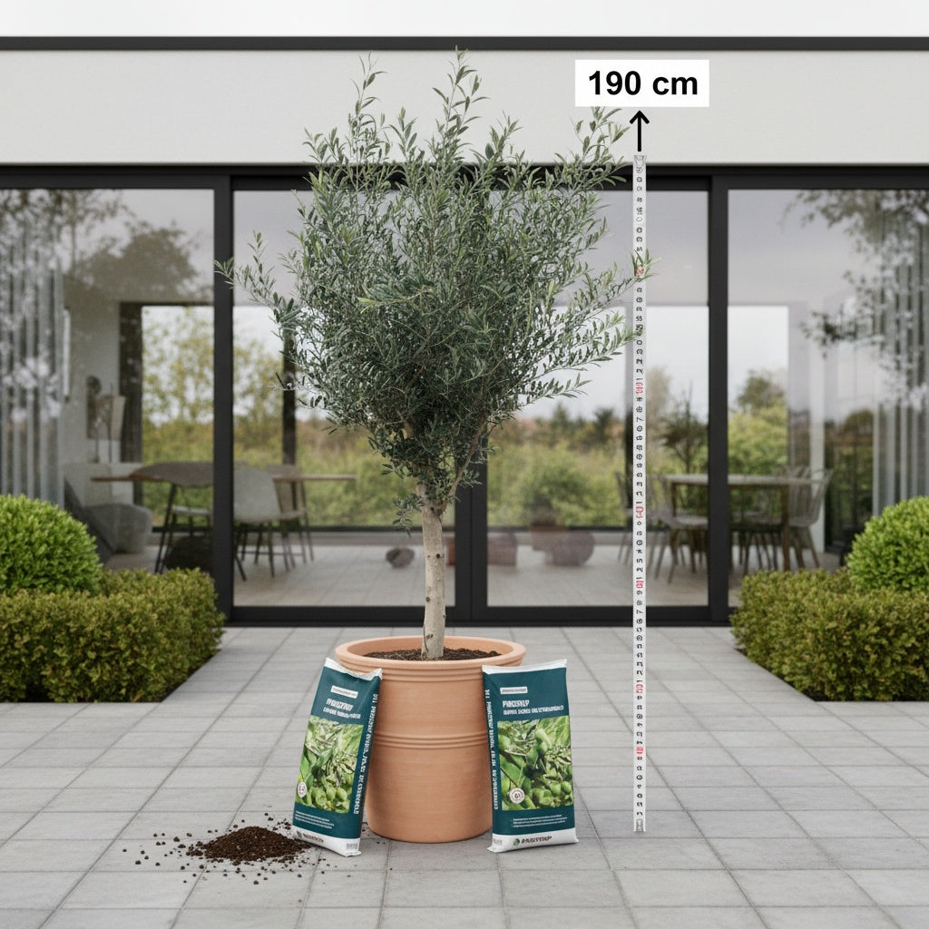 Oliventræ +35år + Terra Vita Krukke, Ø55cm (1 stk. Omplantet)