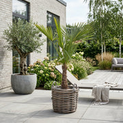 Hørpalme 200-240cm + Salix' Premium Fletkurv, Ø56cm (1 stk. Omplantet)