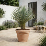 Yucca Rostrata 120-130 cm + Færdigomplantet i valgfri krukke