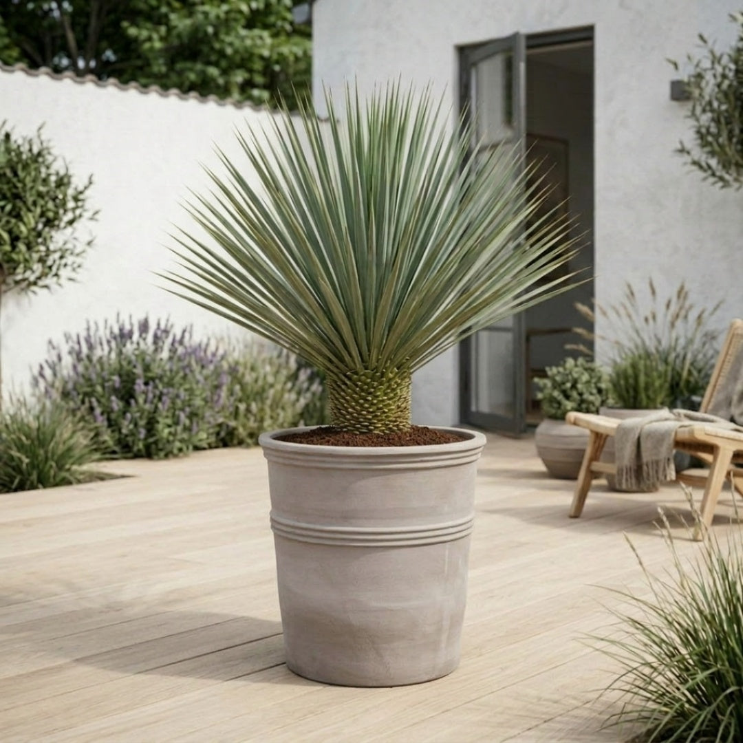 Yucca Rostrata 120-130 cm + Færdigomplantet i valgfri krukke
