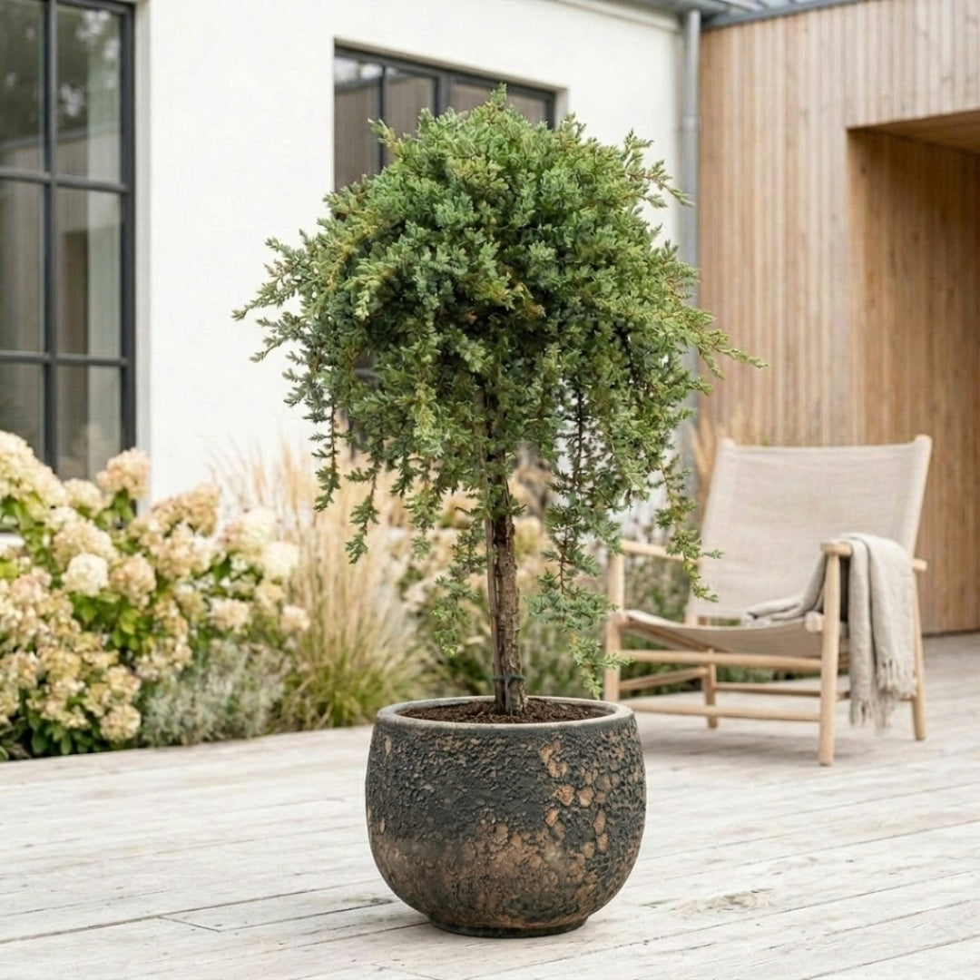 Low Glow "japansk Juniperus communis" 110-130 cm + Færdigomplantet i valgfri krukke