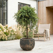 Low Glow "japansk Juniperus communis" 110-130 cm + Færdigomplantet i valgfri krukke